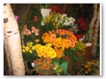 Schnittblumen: gro�e Auswahl - faire Preise