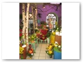 Schnittblumen: gro�e Auswahl - faire Preise